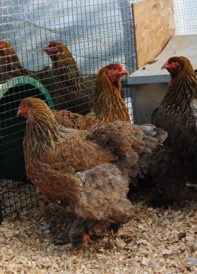 Gold Brahma Kuluçkalık Yumurta