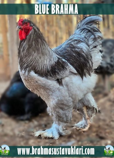 13.06.2023 Yeni Civciv Çıkımı - Beyaz Keklik,Bıldırcın,Brahma,Cemani İstanbul Süs TAVUKLARI Black Blue Brahma Kuluçkalık Yumurta