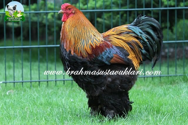 Brahma Horoz Özellikleri İstanbul Süs TAVUKLARI Gold brahma horoz