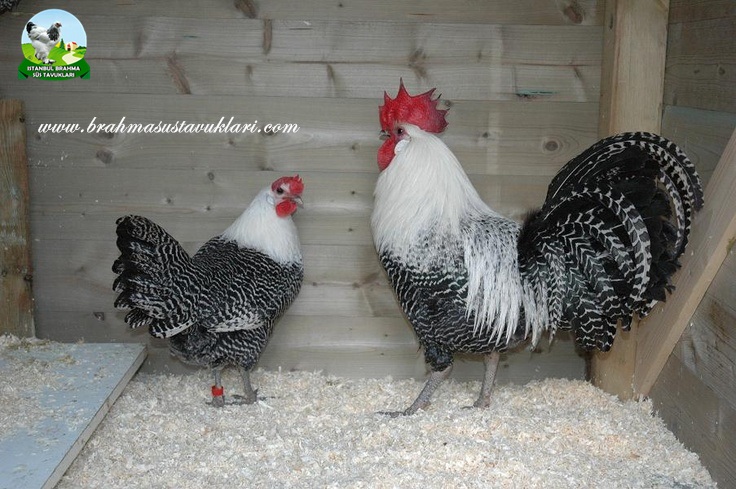 Brakel Tavuk Özellikleri Irk Bilgileri İstanbul Süs TAVUKLARI Kuluçkalık Yumurta