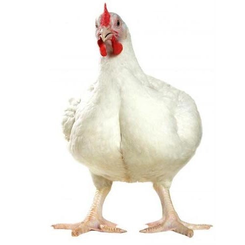 Et Tavuğu Özellikleri Nelerdir Et Tavukları İstanbul Süs TAVUKLARI Kuluçkalık Yumurta