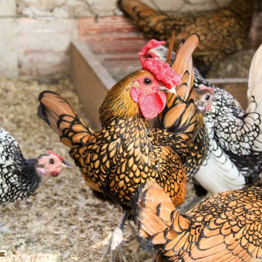 Süs Tavuk Fiyatları Nelerdir İstanbul Süs TAVUKLARI Kuluçkalık Yumurta