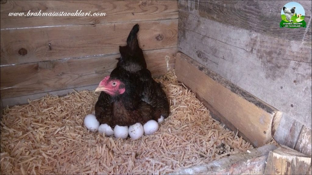 Gurk Tavuk Oturtma Gurk Tavuk Nedir İstanbul Süs TAVUKLARI gurk tavuk yumurtaları