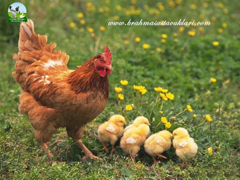 tavuk kaç yıl yaşar tavukların ömrü civciv ne kadar yaşar