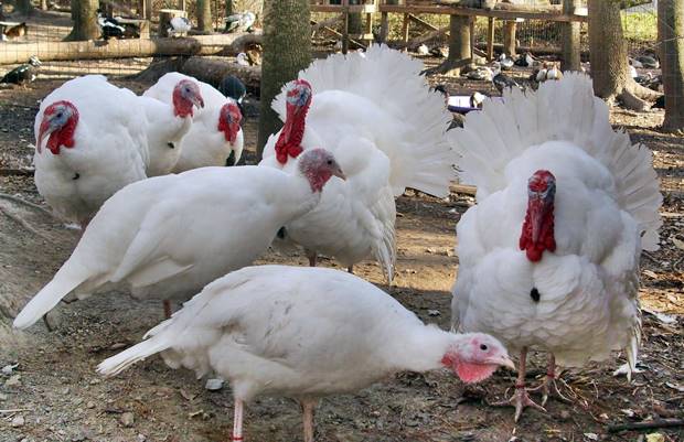 Beyaz Hindi Kanada Hindi Özellikleri İstanbul Süs TAVUKLARI Kuluçkalık Yumurta