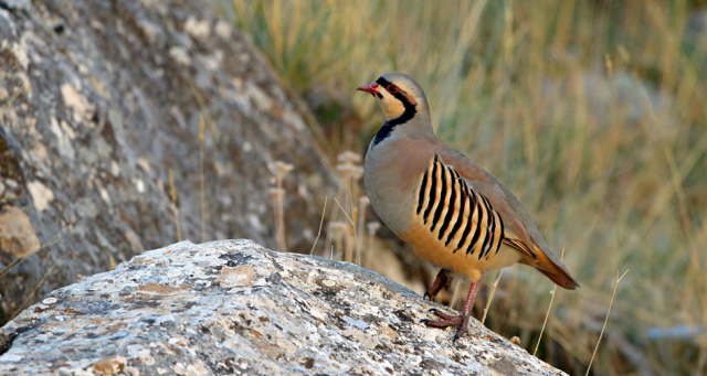 Keklik Kınalı Keklik Özellikleri İstanbul Süs TAVUKLARI Kuluçkalık Yumurta