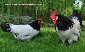 Lakenvelder Tavuk Irkı ve Özellikleri İstanbul Süs TAVUKLARI Kuluçkalık Yumurta