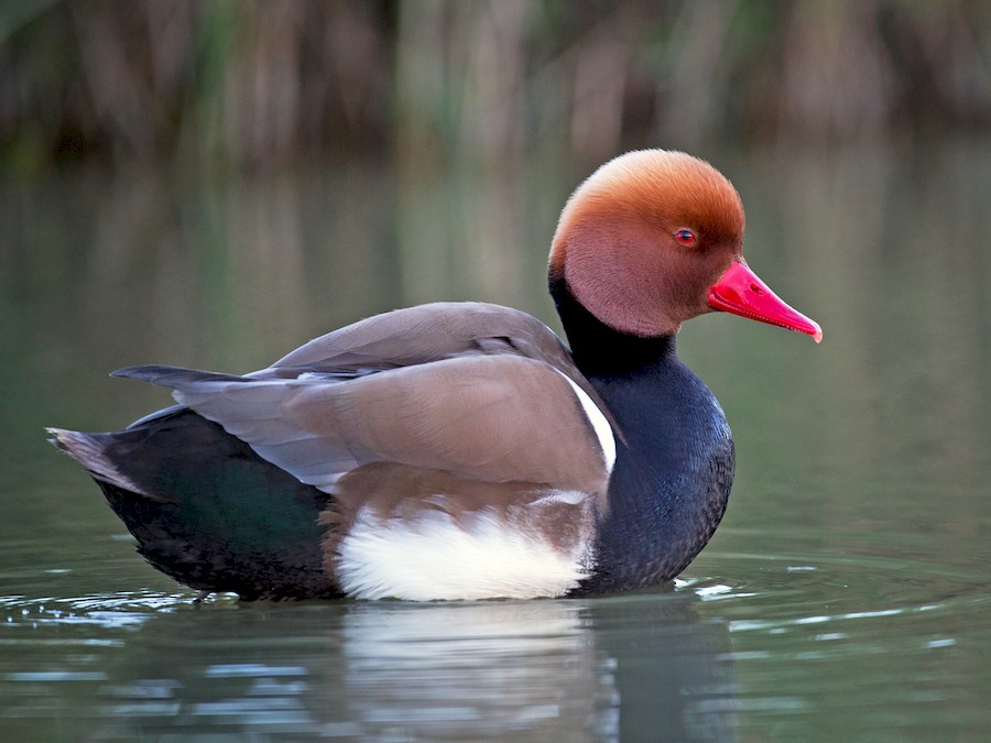 Macar Ördeği Özellikleri Ördek Türleri İstanbul Süs TAVUKLARI Kuluçkalık Yumurta