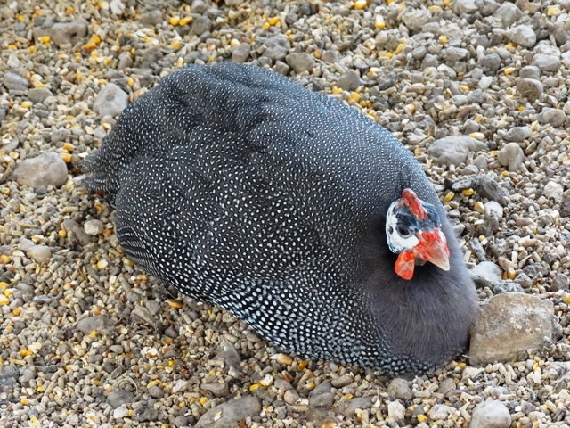 Bec Tavuğu Hakkında Özellikler İstanbul Süs TAVUKLARI Kuluçkalık Yumurta