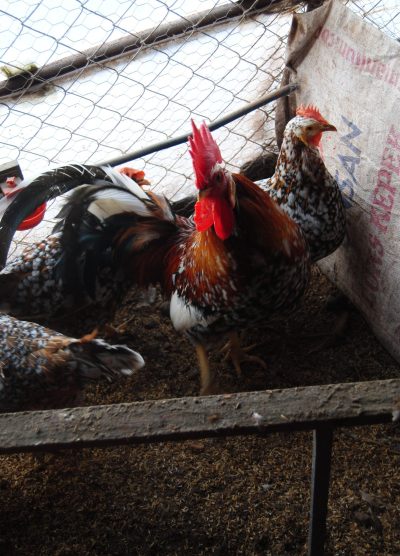 Porselen Ligorin Kuluçkalık Yumurta