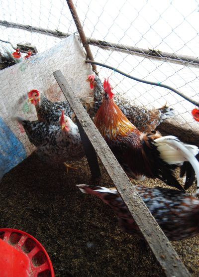 Porselen Ligorin Kuluçkalık Yumurta