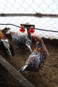 Porselen Ligorin Kuluçkalık Yumurta