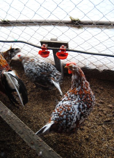 Porselen Ligorin Kuluçkalık Yumurta