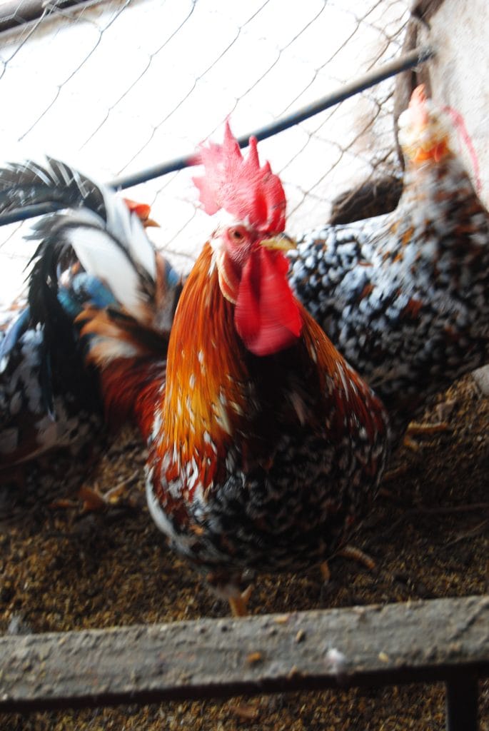 Porselen Ligorin Kuluçkalık Yumurta