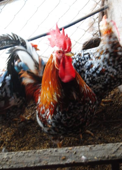 Porselen Ligorin Kuluçkalık Yumurta