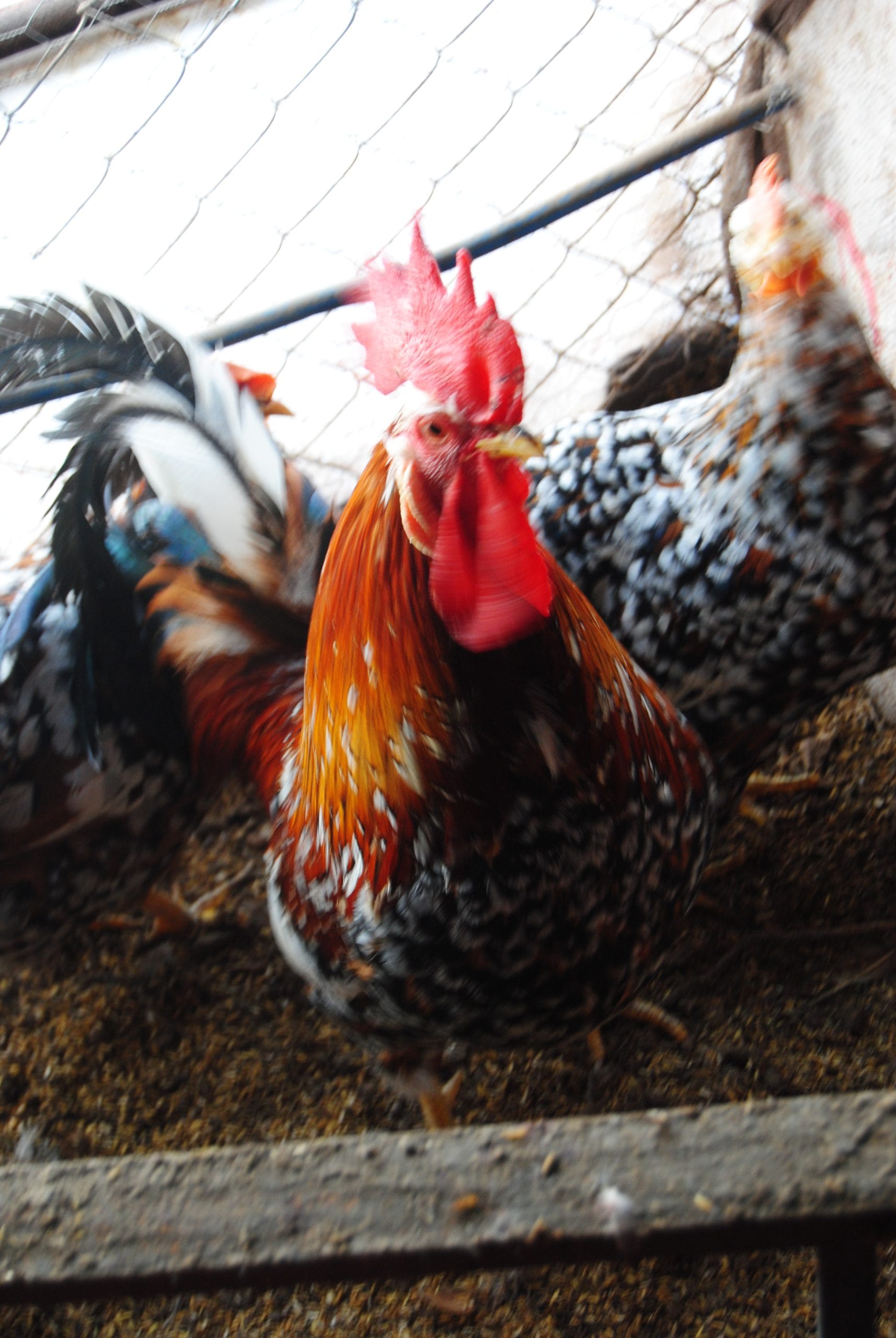 Porselen Ligorin Tavuk Özellikleri İstanbul Süs TAVUKLARI Porselen Ligorin Kuluçkalık Yumurta