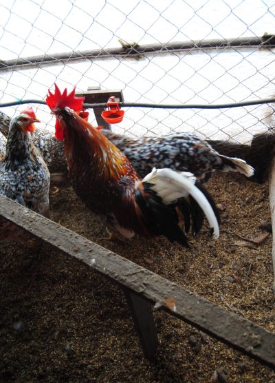 Porselen Ligorin Kuluçkalık Yumurta