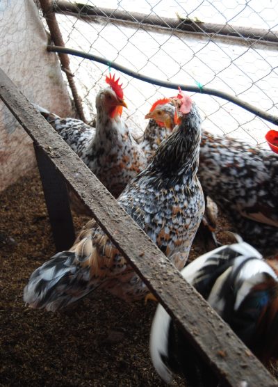 Porselen Ligorin Kuluçkalık Yumurta