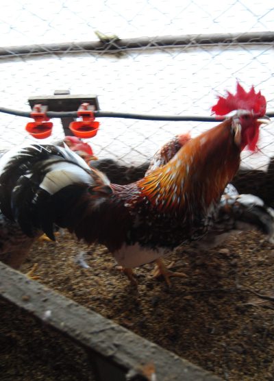 Porselen Ligorin Kuluçkalık Yumurta