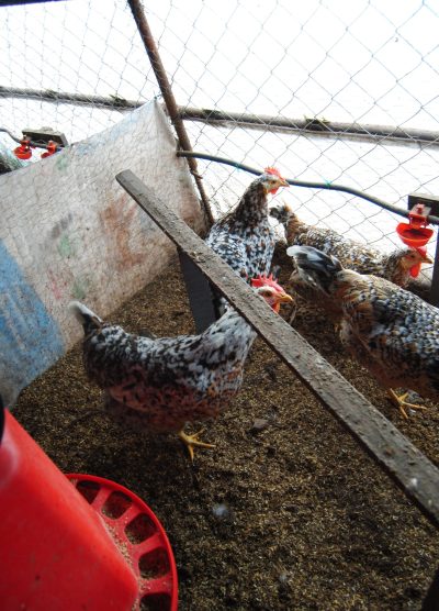 Porselen Ligorin Kuluçkalık Yumurta