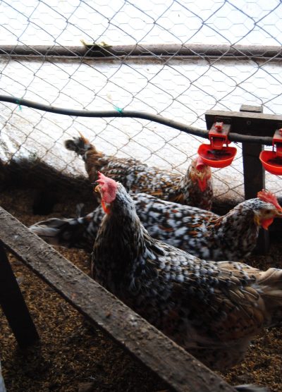 Porselen Ligorin Kuluçkalık Yumurta