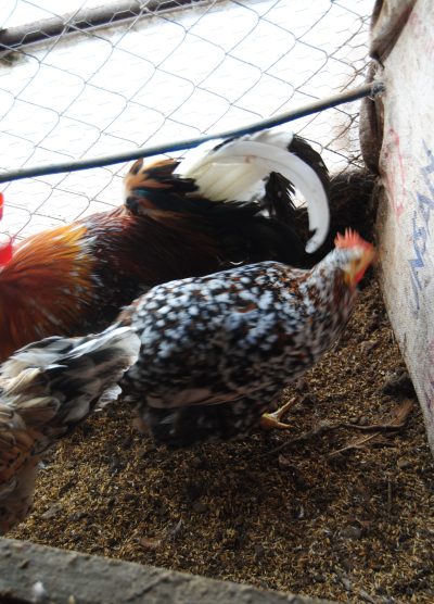 Porselen Ligorin Kuluçkalık Yumurta