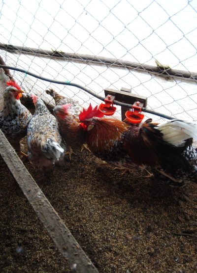 Porselen Ligorin Kuluçkalık Yumurta