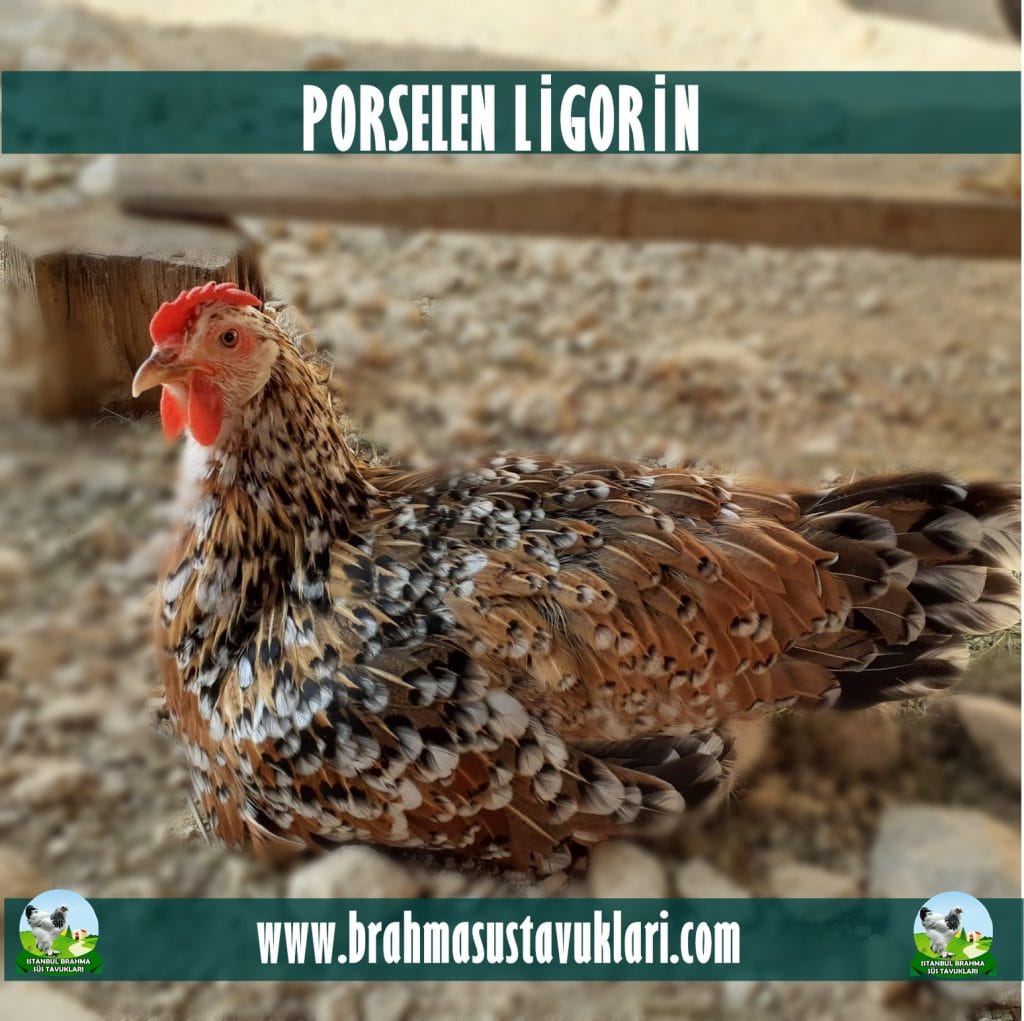 Porselen Ligorin Tavuk Özellikleri İstanbul Süs TAVUKLARI Porselen Ligorin Kuluçkalık Yumurta