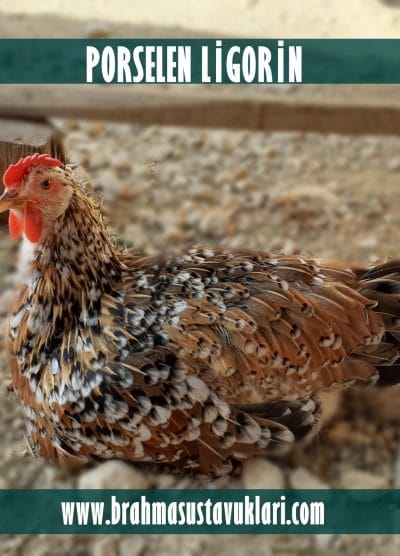 Porselen Ligorin Kuluçkalık Yumurta