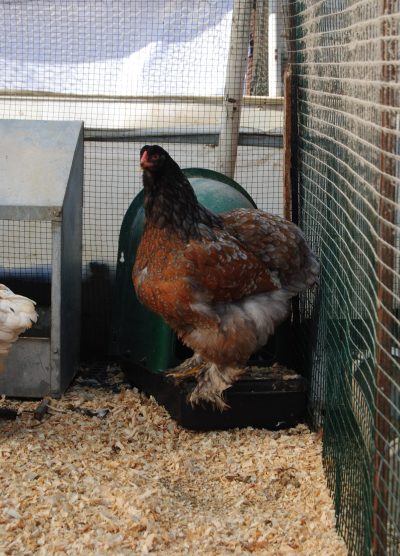 Porselen Brahma Kuluçkalık Yumurta