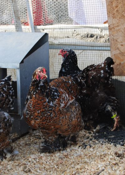 Porselen Brahma Kuluçkalık Yumurta