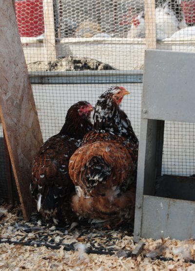 Porselen Brahma Kuluçkalık Yumurta