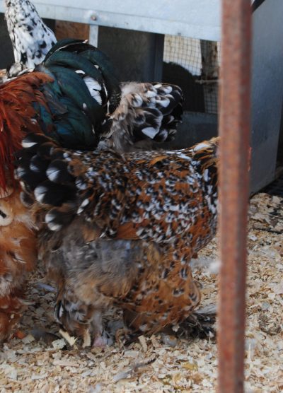 Porselen Brahma Kuluçkalık Yumurta