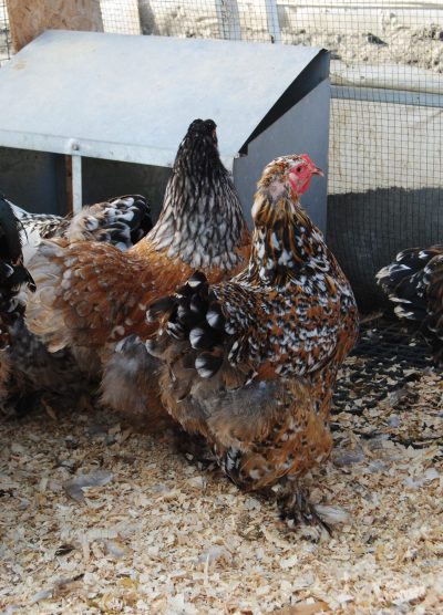 Porselen Brahma Kuluçkalık Yumurta