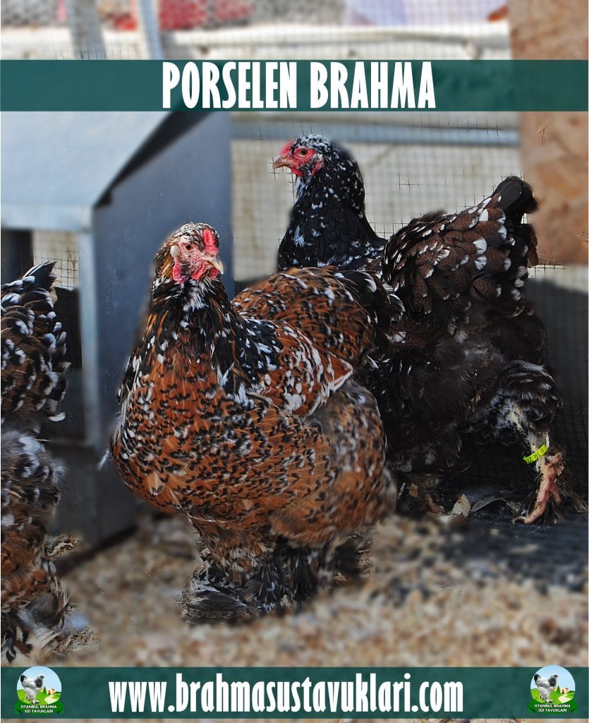 Porselen Brahma Tavuk Özellikleri İstanbul Süs TAVUKLARI Porselen Brahma Kuluçkalık Yumurta