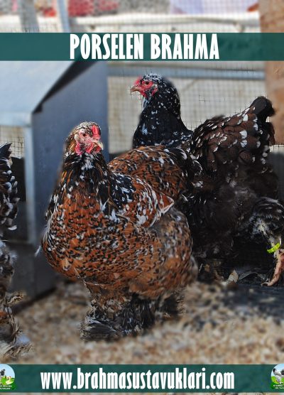 Yeni Civciv Çıkımı 03.03.2023 Brahma Çeşitleri İstanbul Süs TAVUKLARI PORSELEN BRAHMA