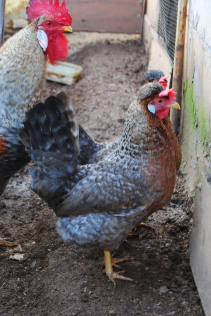 Cream Legbar Irk Bilgileri Özellikleri İstanbul Süs TAVUKLARI Cream Legbar Kuluçkalık Yumurta