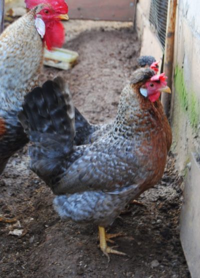 Cream Legbar Kuluçkalık Yumurta