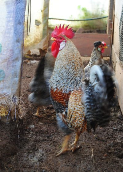 Cream Legbar Kuluçkalık Yumurta