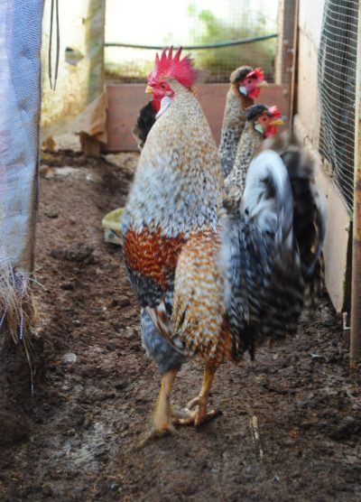 Cream Legbar Kuluçkalık Yumurta