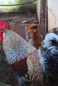 Cream Legbar Kuluçkalık Yumurta