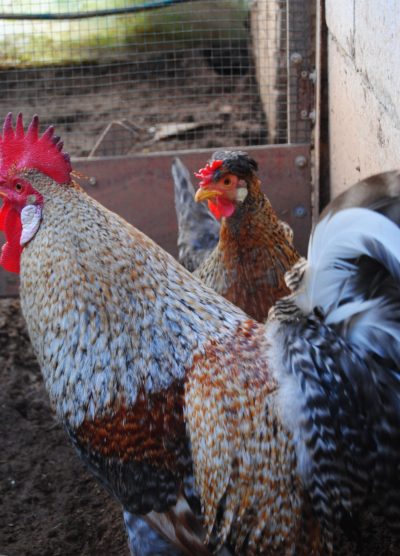 Cream Legbar Kuluçkalık Yumurta