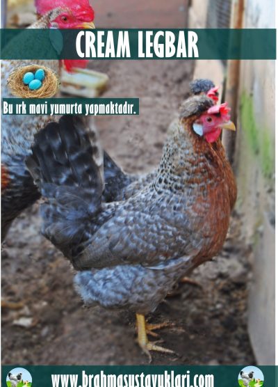Cream Legbar Kuluçkalık Yumurta