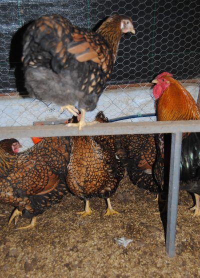 Gsg Wyandotte Kuluçkalık Yumurta