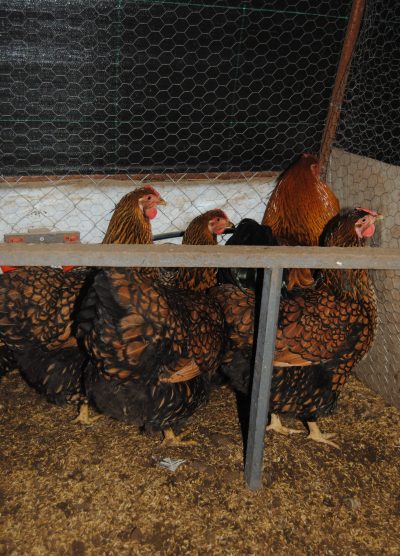 Gsg Wyandotte Kuluçkalık Yumurta