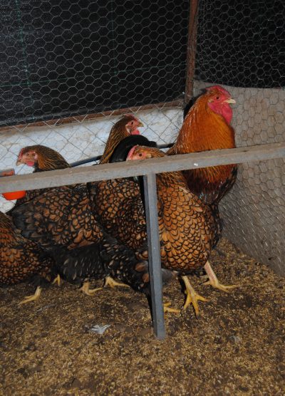 Gsg Wyandotte Kuluçkalık Yumurta