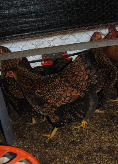 Gsg Wyandotte Kuluçkalık Yumurta