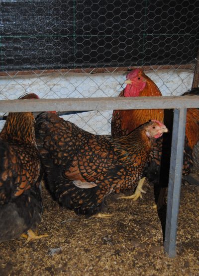 Gsg Wyandotte Kuluçkalık Yumurta