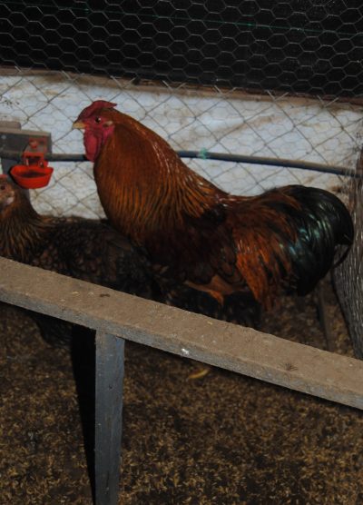 Gsg Wyandotte Kuluçkalık Yumurta