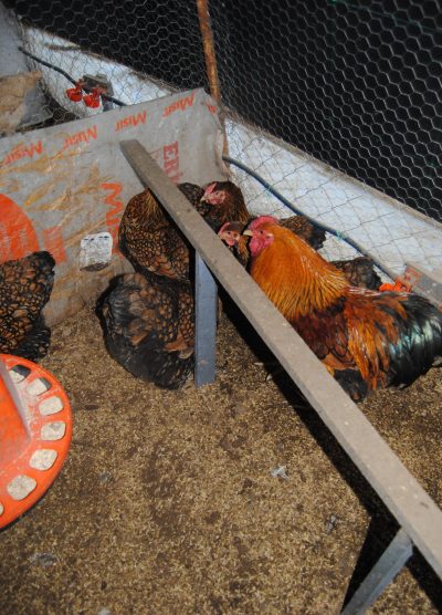 Gsg Wyandotte Kuluçkalık Yumurta